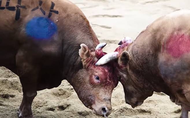 경기 도중 얼굴이 피범벅이 된 소들 [동물해방물결 유튜브 캡처]