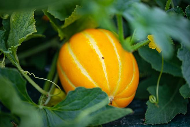 참외는 수분함량(약 90%)이 높아 갈증&nbsp;해소에 효과적이고 비타민C가 다량 함유되어 있다.&nbsp; 클립아트코리아 제공