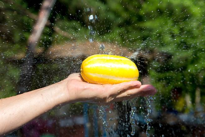 한국에서는 여름철 대표 과채류지만 우리나라를 제외하고는 재배하는 곳이 거의 없다. 클립아트코리아 제공