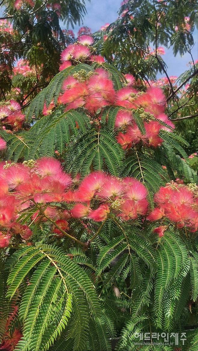 제주시 오도마을 앞 도로변에 만개한 자귀나무꽃. (사진=강철수)