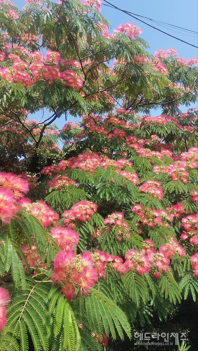 제주시 오도마을 앞 도로변에 만개한 자귀나무꽃. (사진=강철수)