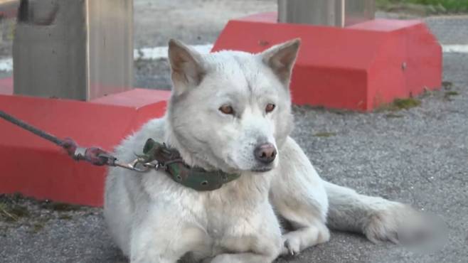 [전주MBC 자료사진] 2024년 3월 정읍 소성면 산불로 구조된 개