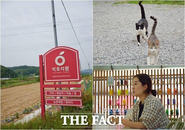 손 씨는 농산물 직거래를 위해 '빅토리팜'을 창업했다. 그의 일터에서는 고양이가 먼저 반겼다. /이철영 기자