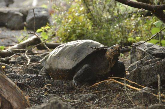 갈라파고스(Galapagos)는 남아메리카로부터 1000km 떨어진 적도 주위의 태평양 16개 화산섬과 주변 암초로 이뤄진 섬이다. 기술이나 서비스 등이 국제 표준에서 벗어나 고립화되는 현상을 말한다. AP연합뉴스