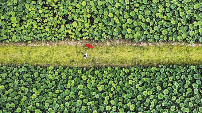 큼지막한 연잎 사이로 걸으면 동화 속 소인국 나라의 소인이 된 것만 같다. 사진은 7월이면 백련과 홍련, 황련이 활짝 피는 경기도 이천 ‘성호 호수 연꽃 단지’ /양수열 영상미디어 기자