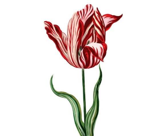 역사상 가장 유명한 튤립인 셈퍼 아우구스투스(Semper Augustus). 튤립버블 절정기인 1636~1637년 구근 하나가 1만 길더에 팔렸는데, 당시 암스테르담 운하에 있는 대저택을 살 수 있는 가격이었다. 이 아름다운 줄무늬는 바이러스로 인한 것이었는데, 바이러스 때문에 세대를 거듭할수록 구근이 점점 약해져서 결국 꽃을 피우지 못하고 영영 사라졌다. 현재는 그림으로만 그 모습이 남아있다. 암스테르담 튤립 뮤지엄