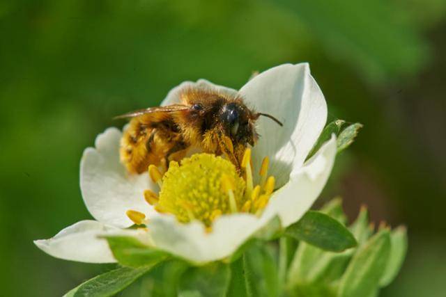 꽃가루를 뒤집어쓴 채 꿀을 모으는데 전념하고 있는 꿀벌의 모습. WWF 제공