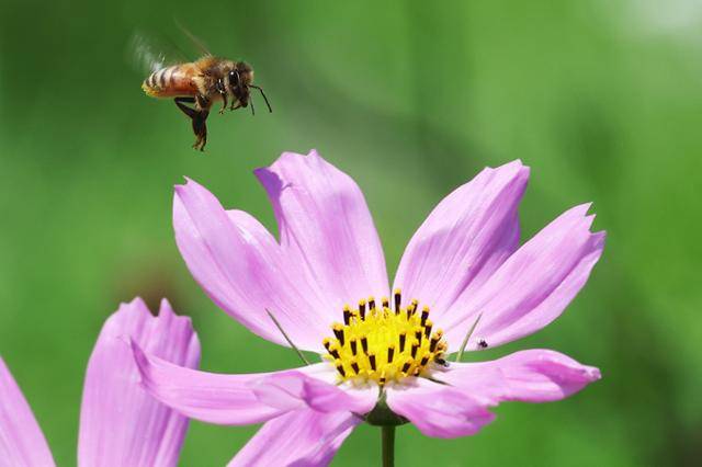 장마가 잠시 소강상태에 접어든 23일 경기도 안성팜랜드에서 꿀벌이 활짝 핀 코스모스 사이를 분주하게 날아다니고 있다. 연합뉴스
