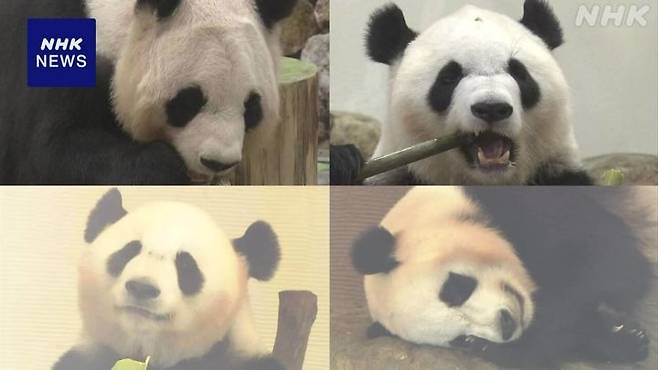 [서울=뉴시스]중국으로 반환되는 일본 태생 자이언트 판다 4마리가 28일 오전 일본 와카야마현을 떠났다. 해당 판다들은 모두 와카야마현 시라하마에 위치한 테마파크 ‘어드벤처월드’에서 사육된 개체들이다. 4마리 판다의 모습.<사진출처: NHK방송> 2025.06.28