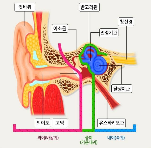 귀의 해부학적 구조. 국가건강정보포털