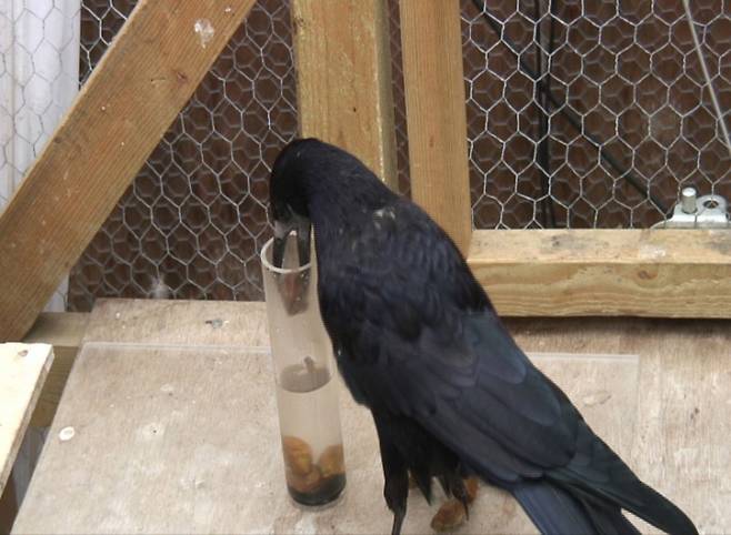 까마귀가 물을 마시기 위해 물병에 돌을 넣고 있는 모습. 까마귀는 어린 아이 수준의 지능과 인지력을 갖고 있다. AP연합뉴스