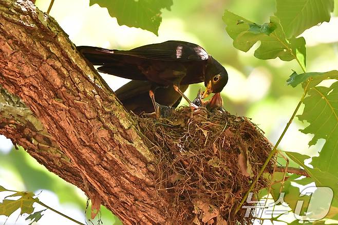 대륙검은지빠귀 한쌍이 29일 경북 경주시 황성공원 숲 속에 있는 둥지에서 새끼들을 보살피고 있다. 2025.6.29/뉴스1 ⓒ News1 최창호 기자