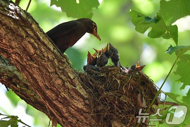 대륙검은지빠귀 한마리가 29일 경북 경주시 황성공원 숲 속에 있는 둥지에서 새끼들을 지키고 있다. 2025.6.29/뉴스1 ⓒ News1 최창호 기자
