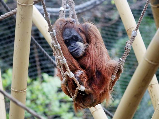 야생 오랑우탄은 이동량과 주변 동료 수가 많을수록 수면 시간이 줄어들며, 사회적 활동을 잠보다 우선시하는 경향이 있다. 기후 변화와 에너지 섭취량 역시 수면 패턴에 영향을 미쳐, 수면 조절이 매우 유연하게 이뤄진다. (사진=게티이미지코리아.)