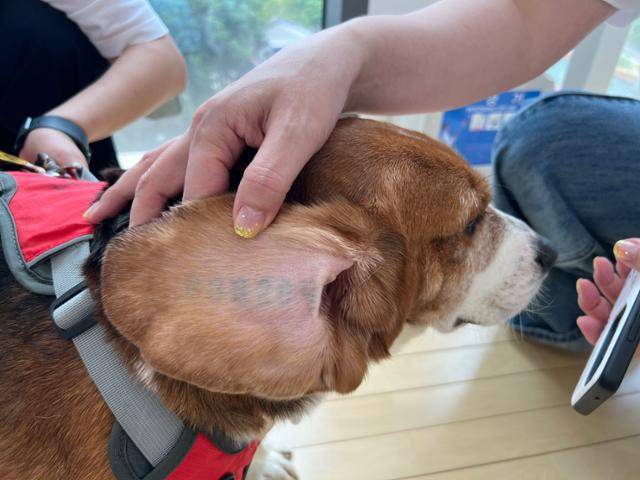 구멍이 귀 한쪽에 실험에 동원됐던 사실을 증명하는 문신이 새겨져 있다. 고은경 기자