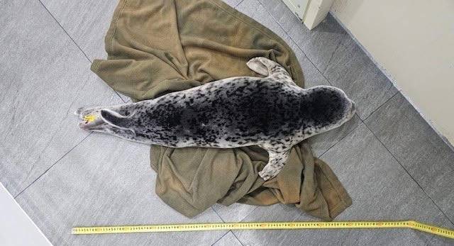 건강검진 중 몸길이를 재는 아기 점박이물범 [사진 제공: 해양수산부]