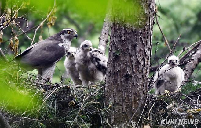 ‘누구지’참매 새끼들이 어미가 물어다준 먹이를 먹다가 둥지 밖에서 이상한 소리가 들리자 동시에 어미와 함께 외부 침입자를 살피고 있다. 춘천시 동면의 한 산속에서 참매 부부가 새끼 3마리를 키우고 있다.