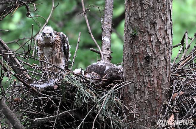 “제 모습이 누추하죠”지난 24일 태어난지 한달 가까이 되면서 한참 솜털에서 깃털로 털갈이 중인 어린 참매가 둥지 밖을 살피고 있다. 알에서 부화하면 주로 암컷이 새끼들을 돌보고 수컷은 둥지 보수, 주변 경계와 먹이 사냥 등 바깥 활동을 주로 한다.&nbsp;