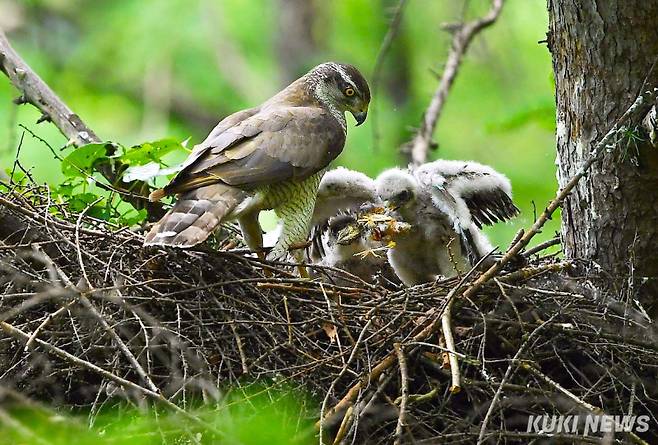 참매 새끼가 어미가 잡아온 먹이를 열심히 뜯고 있다. 새끼들은 둥지에서 성장하면서 자연스럽게 힘이 센 순서대로 서열이 정해진다. 알을 품어서 둥지를 벗어나기까지 부모 새의 희생과 강자 우선의 법칙에서 살아남아야하는 새끼들은 둥지 안에서도 치열한 경쟁을 벌이며 성장한다.&nbsp;