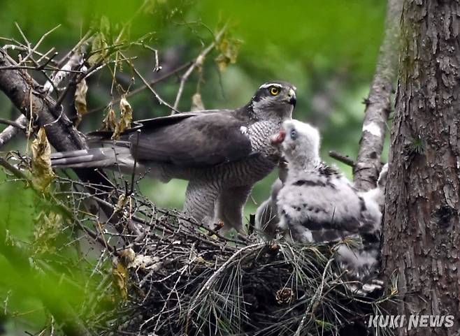 참매는 1982년 천연기념물 제323호로 지정해 보호하고 있는 중형 맹금류로 법종보호종이다. 몸길이 48∼61cm의 참매는 수컷에 비해 암컷이 조금 더 크다. 몸의 윗면은 푸른빛이 도는 회색으로 흰색 눈썹선이 뚜렷하고 윗목은 흰색으로 얼룩져 있다.&nbsp;
