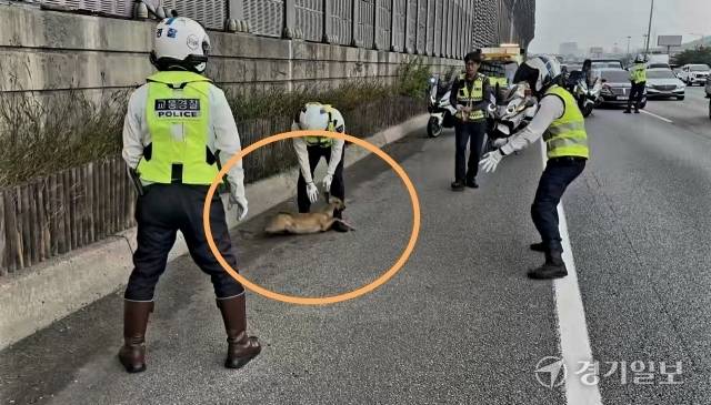 경부고속도로 상행선에서 김형수 경감 등 부천원미경찰서 소속 경찰관들이 고라니를 구조하고 있다. 독자 제공