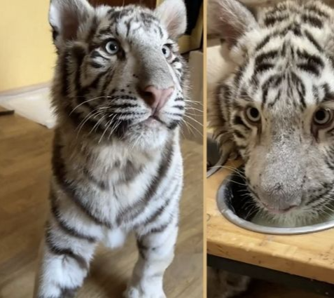 궁 씨가 키우는 반려 백호.  SCMP 캡처