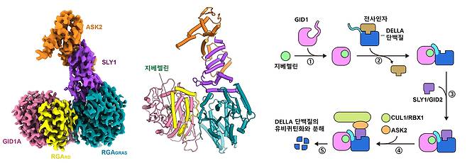 초저온전자현미경으로 분석한 DELLA 단백질 복합체의 밀도 분포도(왼쪽)와 모델 구조(가운데). 지베렐린에 의한 단계적 단백질 안정화와 DELLA 단백질 분해 모델(오른쪽).[영남대 제공]