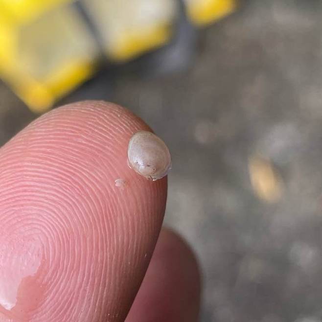 산골조개[출처 : 네이처]