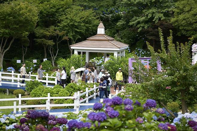 [울산=뉴시스] 이달 7일부터 29일까지 울산 남구 장생포 고래문화마을 일원에서 개최된 장생포 수국 페스티벌 (사진=울산 남구 제공) photo@newsis.com *재판매 및 DB 금지