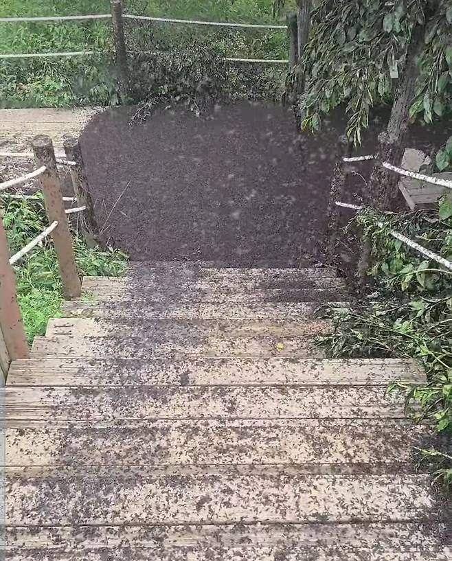 계양산을 뒤덮은 러브버그 [출처= 인스타그램 'kimlark34']