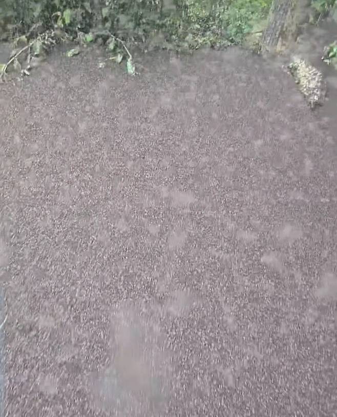 러브버그로 뒤덮인 계단 [출처= 인스타그램 'kimlark34']