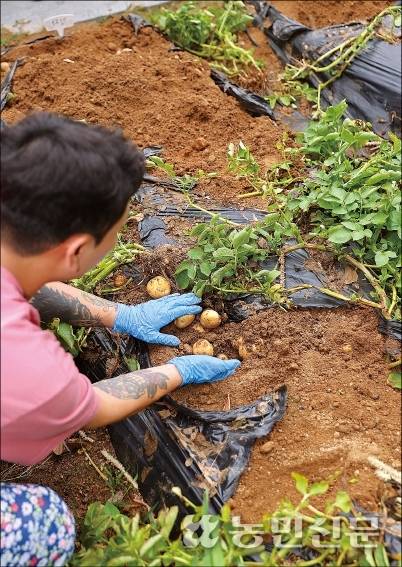 “감자야, 돌멩이야?” 도시 청년들은 감자 캐는 것도 재밌다.
