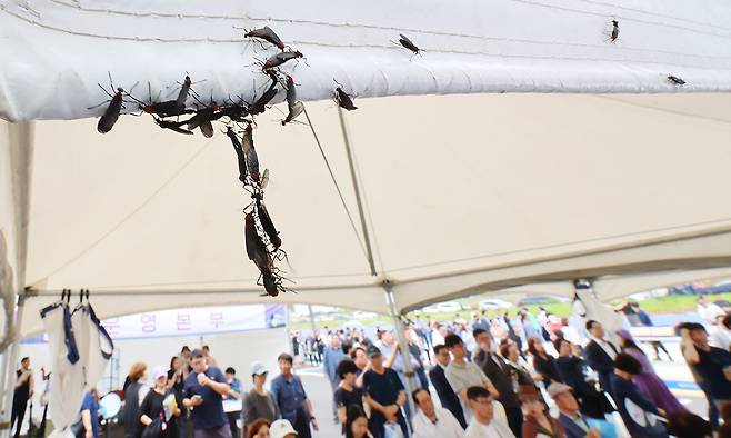 장마가 시작되며 서울과 인천, 경기 등 수도권에 러브버그(붉은등우단털파리)가 기승을 부리고 있는 가운데 지난 27일 인천 서구 신검단중앙역에서 열린 인천도시철도 1호선 검단연장선 개통기념식장 텐트에 러브버그들이 몰려들어 붙어 있다. 연합뉴스