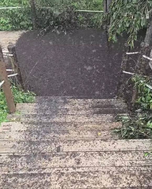 계양산을 오르는 계단참에 러브버근 떼가 죽어 있다. 인스타그램 kimlark34 제공