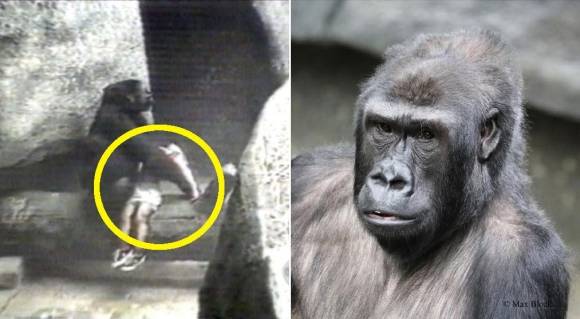 영웅 고릴라 빈티 주아. 1996년 8월(왼쪽) 아이 구조 당시와 2025년 3월 최근 모습. 출처=ABC 뉴스·브룩필드 동물원 인스타그램