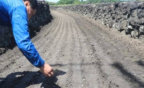 2022년 태풍 힌남노로 인한 해풍 피해로 말라 죽어 가는 당근 새싹 [연합뉴스 자료 사진]