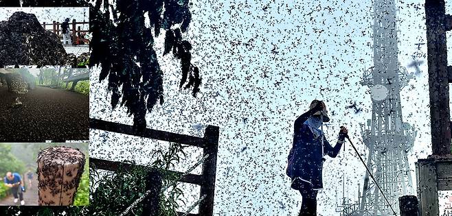 ▲&nbsp;지난 29일 인천 계양구 계양산 정상에서 러브버그(붉은등우단털파리) 무리가 하늘을 뒤덮으며 등산객들에게 들러붙으며 불쾌감을 주고있다. 러브버그가 등산로 곳곳에 붙어 있다(사진 왼쪽). 러브버그는 중국 동남부나 일본 오키나와에 주로 서식했으나 최근 수도권을 중심으로 대량 발견되고 있다. /이호윤기자 256@incheonilbo.com