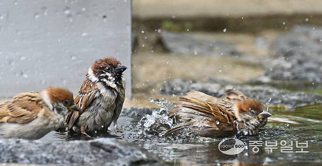 전국적으로 낮기온이 30도를 넘으며 불볕더위가 찾아온 30일 오후 수원시 올림픽공원에서 참새들이 시원한 물로 목욕을 하며 더위를 식히고 있다. 김경민기자