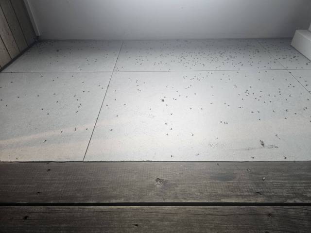 울산 동구 전하동 한 건물에 날개미 사체가 즐비하다. 동구보건소 제공