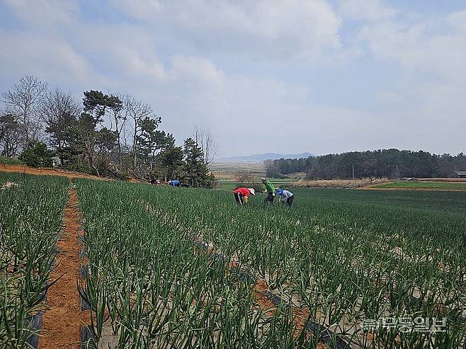 3일 방문한 무안군 해제면 한 양파밭에서 냉해 피해를 입은 양파를 뽑아내고 있다.