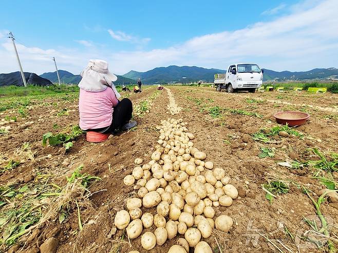 지난해 전남 보성군 햇감자 수확 모습.(보성군 제공)2024.6.14/뉴스1 ⓒ News1 김동수 기자