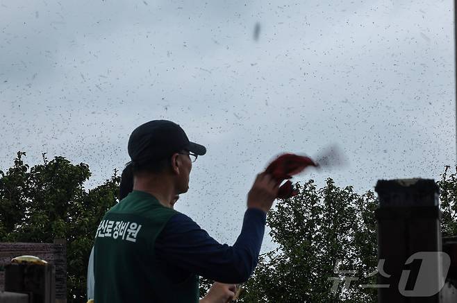 30일 오후 인천 계양구 계양산 정상에 붉은등우단털파리(러브버그) 무리가 대량 출몰해 등산객들이 불편을 겪고 있다. 2025.6.30/뉴스1 ⓒ News1 김진환 기자