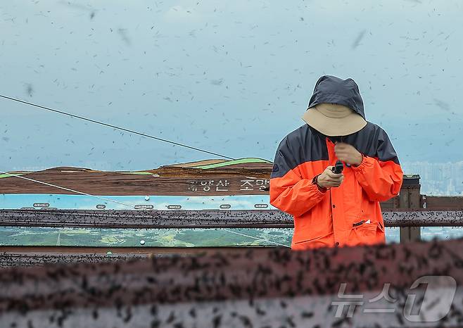30일 오후 인천 계양구 계양산 정상에 붉은등우단털파리(러브버그) 무리가 대량 출몰해 등산객들이 불편을 겪고 있다. 2025.6.30/뉴스1 ⓒ News1 김진환 기자