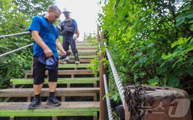 30일 오후 인천 계양구 계양산 정상에 붉은등우단털파리(러브버그) 무리가 대량 출몰한 가운데 계양구청 공원녹지과 산림보호팀 관계자들이 방역 작업을 하고 있다. 2025.6.30/뉴스1 ⓒ News1 김진환 기자