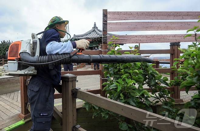 30일 오후 인천 계양구 계양산 정상에 붉은등우단털파리(러브버그) 무리가 대량 출몰한 가운데 계양구청 공원녹지과 산림보호팀 관계자들이 방역 및 날벌레 트랩을 설치하고 있다. 2025.6.30/뉴스1 ⓒ News1 김진환 기자