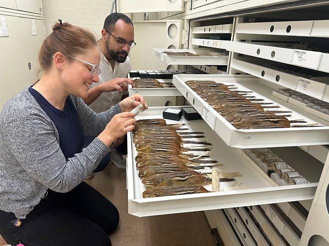 미국 시카고 필즈 자연사박물관의 스테파니 스미스(왼쪽) 박사와 안드레슨 페이호 박사가 동부줄무늬다람쥐 표본을 검사하고 있다./미국 필즈 자연사박물관