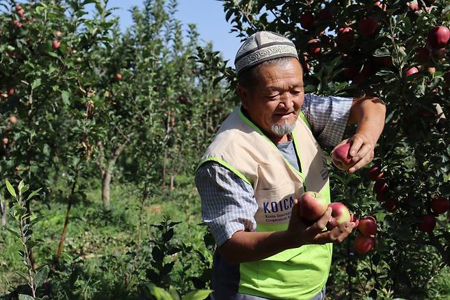 사업 참여 농민(소득증대그룹)이 사업 지원을 통해 재배하고 있는 사과를 수확하고 있다. 굿네이버스 제공.