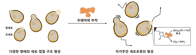 자가추진 세포로봇 형성과정 도식