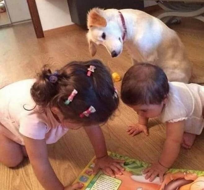 image.png 아기들이 보는 동화책이 궁금했던 댕댕이