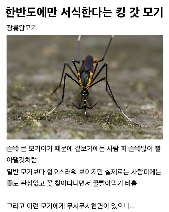 한반도에만 서식한다는 킹 갓 모기